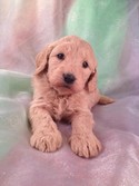 Female Goldendoodle for sale #21 Ready Soon|We have a new litter of goldendoodles for sale|Shipping Delta to Charlotte or Raleigh Durham NC $150